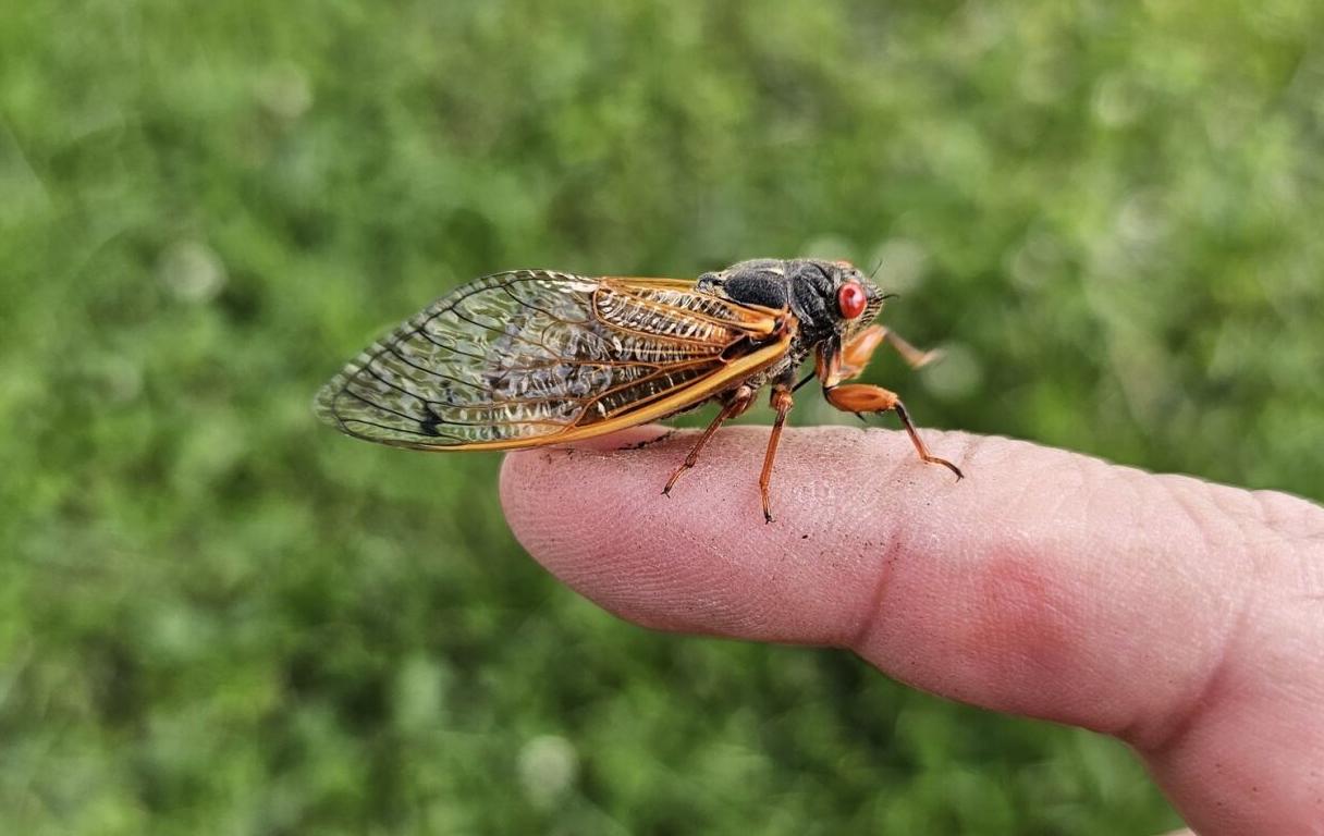 Buzzing chorus of cicadas begin emerging in Kentucky after 17-year wait